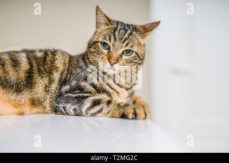 Cute kurze Haare Katze neugierig und Snooping zu Hause suchen Stockfoto