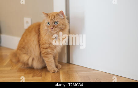 Schöne Ingwer lange Haare Katze Wandern rund um das Haus, auf dem Boden sitzend zu Hause Stockfoto