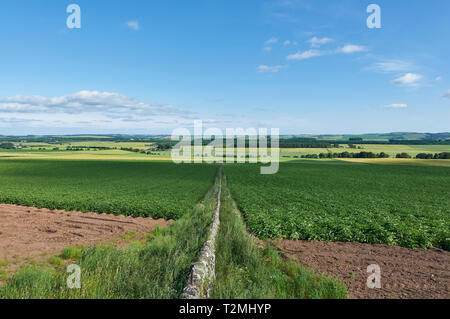 Über gepflanzt Kartoffel Feldern, die durch ein trockenmauern Wand im Mearns Tal von Angus in Schottland getrennt, auf einem hellen Sommer am Nachmittag. Stockfoto