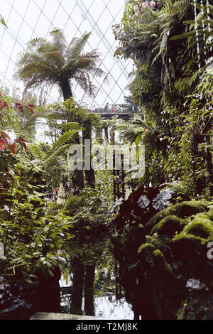 Gärten und Architektur in das Innere der Wolke Kuppel, an die Gärten an der Bucht, in Singapur Stockfoto