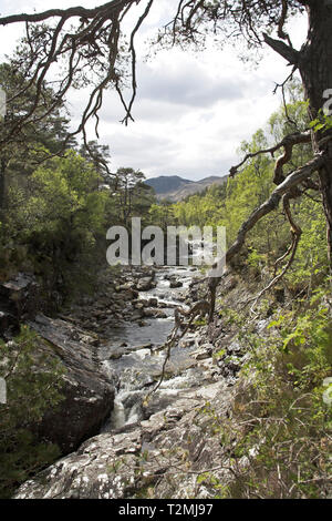 Hund Falls River Affric Glen Affric Nature Reserve Highland Region Schottland Stockfoto