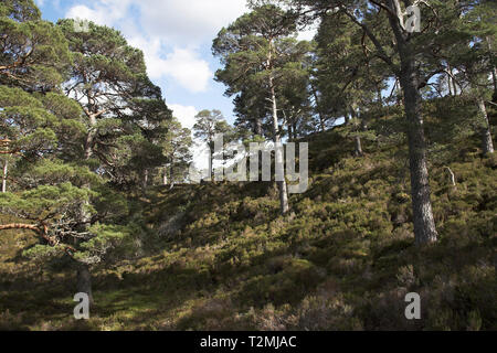 Kiefer Pinus sylvestris Bäume im Alten Caledonian Kiefernwald Glen Affric Nature Reserve Glen Affric Highland Region Schottland Stockfoto
