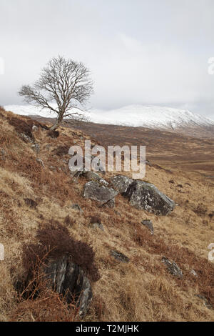 Eberesche Sorbus acuparia Baum im Glen Dubh Morvern Schottland Vereinigtes Königreich Stockfoto