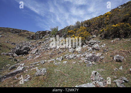 Stechginster Ulex europaeus und felsigen Abhang Bottighofen Nam Muc Movern Schottland Großbritannien Mai 2012 Stockfoto