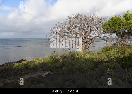 Baobab Baum auf Azura Quilalea Private Insel, Quirimbas Archipel, Mosambik, Afrika Stockfoto