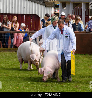 Weiße Schweine (Sauen) und Bauern in weißen Mänteln mit Stöcken und Brettern, die in der Arena spazieren, beobachtet von Menschenmassen - The Great Yorkshire Show, Harrogate, England. Stockfoto