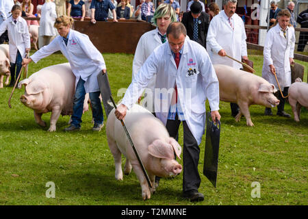 Weiße Schweine & Handler mit Sticks & Boards, Wandern & paradieren in der Arena von Richter & Publikum aufgepasst - Der große Yorkshire zeigen, Harrogate, England, UK. Stockfoto