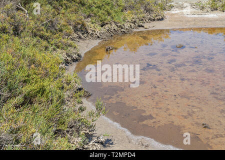 Landschaft um Salin-de-Giraud in der Camargue in Südfrankreich, welche befindet, viel Salz Verdunstungsteichen in sonnigem Ambiente Stockfoto