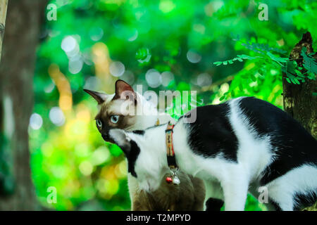 Siam Katzen Klettern Bäume Eichhörnchen zu fangen. Aber es nicht hinunter klettern kann, Sie sind auf der Suche nach jemanden, der es nach unten zu helfen Stockfoto