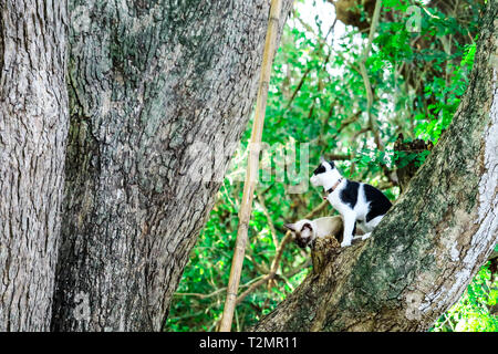 Siam Katzen Klettern Bäume Eichhörnchen zu fangen. Aber es nicht hinunter klettern kann, Sie sind auf der Suche nach jemanden, der es nach unten zu helfen Stockfoto