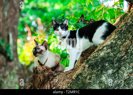 Siam Katzen Klettern Bäume Eichhörnchen zu fangen. Aber es nicht hinunter klettern kann, Sie sind auf der Suche nach jemanden, der es nach unten zu helfen Stockfoto