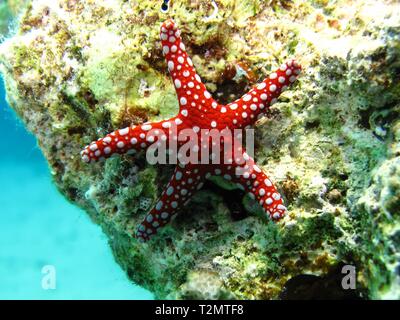 Ghardaqa Sea Star (Fromia ghardaqana), Rotes Meer, Ägypten. Stockfoto