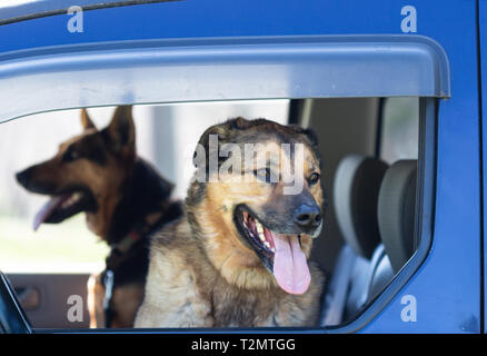 Ein Schäferhund Mix und ein Holländischer Schäferhund mix (Canis Lupus Familiaris) sitzen im vorderen Sitz warten, für Aufregung bereit Stockfoto