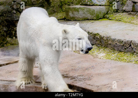 Bild eines wilden Säugetier Tier Eisbär im Zoo Stockfoto