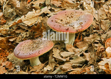 Pilze, psathyrella emetica, sickener, russulaceae Stockfoto