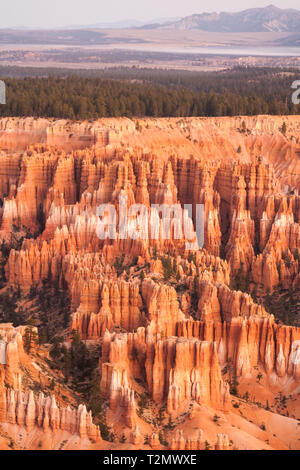 Große Türme, auch als hoodos, weg von der Erosion im Bryce Canyon National Park, Utah, USA, rot und orange bei Sonnenaufgang geschnitzt. Die größte ein Stockfoto