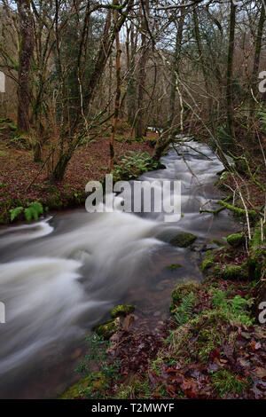 Lange Exposition der Fluss fließt durch Horner Holz in Somerset Stockfoto