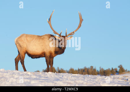 Elk im Yellowstone National Park im späten Winter/Frühjahr, wenn noch Schnee auf dem Boden und vor der Elk vergießt er sein Geweih Stockfoto