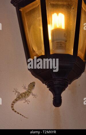 Maurische Gecko (Tarentola mauritanica) auf die Jagd nach Insekten auf einer Hauswand in der Nacht durch ein Licht, Mallorca, Spanien, August. Stockfoto