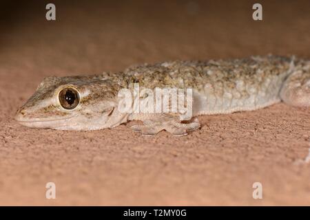 Maurische Gecko (Tarentola mauritanica) Jagd auf einer Hauswand in der Nacht, Mallorca, Spanien, August. Stockfoto