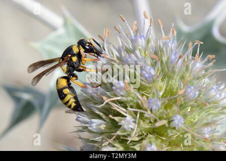 Potter Wasp (Euodynerus variegatus) Fütterung auf Sea Holly Blumen (Eryngium maritimum) auf einem Strand, Sardinien, Italien, Juni. Stockfoto