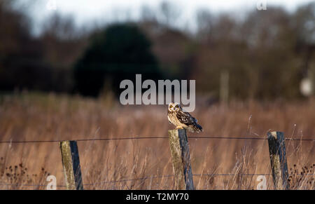 Short eared owl, Alios flammeus stehend auf Zaunpfosten gegen defokussiertem Hintergrund. Stockfoto