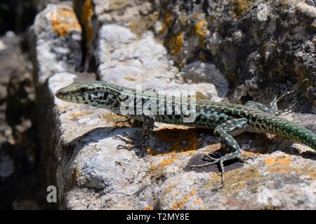Männliche Tyrrhenische wand Eidechse (Podarcis tiliguerta) Sun basking auf einem Felsblock, Sardinien, Italien, Juni. Stockfoto