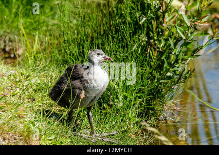 Junge flauschige blässhuhn am Rand des Teiches. Stockfoto