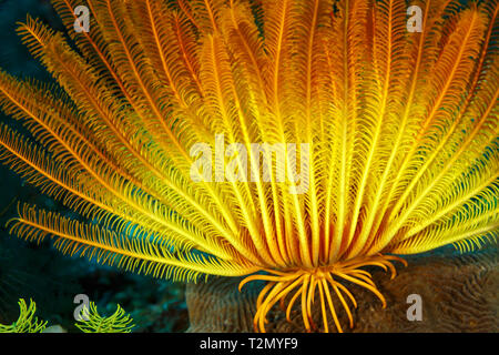 Nahaufnahme des eleganten gelben und orangen Federsterns Anneissia bennetti, der durch eine Gruppe hakenartiger Anker, genannt Cirris, am Meeresboden befestigt ist. Sie befestigen sich nicht durch einen Stiel, sondern durch eine Gruppe hakenartiger Anker, die Cirri genannt werden. Die Cirri befinden sich auf der Unterseite des Krinoiden, während der Mund auf der oberen Seite ist, versteckt zwischen den gefiederten Armen. Stockfoto