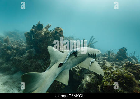 Remoras, Rémora tiburonera, sauberer Fisch, der an braunen Ammenhai befestigt ist, Ginglymostoma cirratum, schwimmt entlang des Korallenriffs Stockfoto