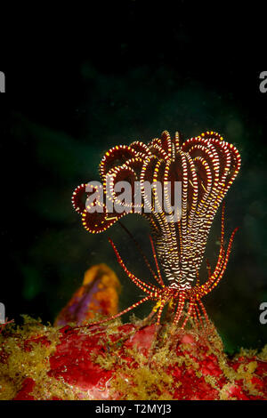 Rote und weiße Feder Seesterne mit roten und weißen Streifen Beinen steht auf Korallenriff, Tropiometra Carinata. Es ist bekannt als walking Coral Stockfoto