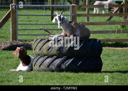 Bucks Bock Center, Stoke Mandeville, Aylesbury, Buckinghamshire, Großbritannien Stockfoto