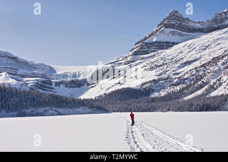 Langlauf auf Bow Lake Icefields Parkway, Alberta Stockfoto