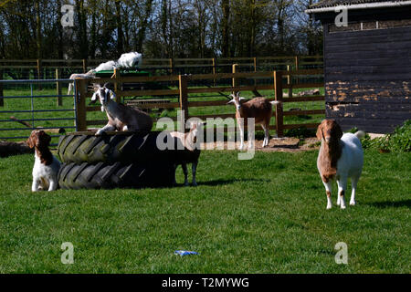 Bucks Bock Center, Stoke Mandeville, Aylesbury, Buckinghamshire, Großbritannien Stockfoto