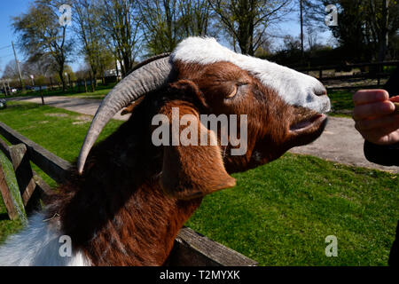 Bucks Bock Center, Stoke Mandeville, Aylesbury, Buckinghamshire, Großbritannien Stockfoto