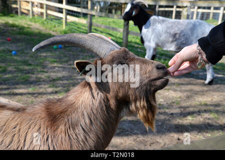 Bucks Bock Center, Stoke Mandeville, Aylesbury, Buckinghamshire, Großbritannien Stockfoto