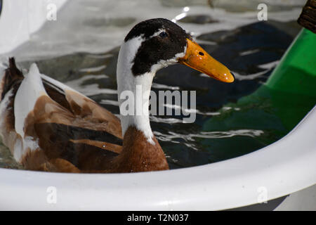 Indian runner Ente in der Badewanne auf die Dollars Ziege Center, Stoke Mandeville, Aylesbury, Buckinghamshire, Großbritannien Stockfoto