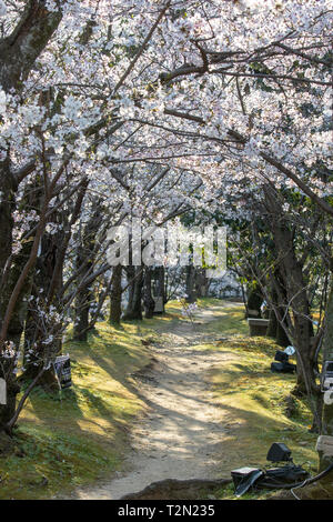 Hiroshima, Japan. 03 Apr, 2019. Kirschblüten blühen in Hiroshima Castle, und der Beginn der "Hana-mi' Cherry Blossom anzeigen. In Japan sehr ernst genommen, mit Cherry Blossom Wettervorhersagen und alle Büros und Unternehmen widmet, einen Nachmittag mit einem Cherry Blossom Partei. Das gesamte Land ist von den Blüten, wie sie das Land von Süden nach Norden. Durch das Wochenende Es stehen Zimmer nur mit Tausenden sitzen unter die Blüten Ihrer eigenen kleinen Parteien. Credit: Malcolm Fairman/Alamy leben Nachrichten Stockfoto