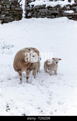 Obere Teesdale, County Durham, UK. Mittwoch, den 3. April. UK Wetter. Schnee ist, gewisse Teile der Grafschaft Durham. Diese späten Frühling Schneefälle sind häufig gekennzeichnet durch die Landwirte als "Lambing Stürme" wie diese kurzen starken Schneefälle treten häufig bei lambing-Zeit. In der Regel diese Zauber von schlechtem Wetter nicht die Lämmer ihre Mütter oder beeinflussen, aber wenn Sie länger als ein paar Tage sie Probleme verursachen können, wenn die Lämmer und Mutterschafe begraben sind. Quelle: David Forster/Alamy leben Nachrichten Stockfoto