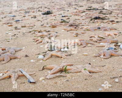 Leysdown, Kent, Großbritannien. 3. April, 2019. Hunderte von toten Seestern auf Leysdown Strand in Kent in den letzten Tagen gewaschen. Es ist dachte sie an Land geblasen wurden durch starke Winde am Wochenende und hohen springfluten. Credit: James Bell/Alamy leben Nachrichten Stockfoto