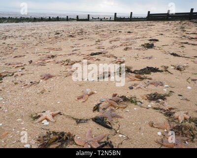 Leysdown, Kent, Großbritannien. 3. April, 2019. Hunderte von toten Seestern auf Leysdown Strand in Kent in den letzten Tagen gewaschen. Es ist dachte sie an Land geblasen wurden durch starke Winde am Wochenende und hohen springfluten. Credit: James Bell/Alamy leben Nachrichten Stockfoto