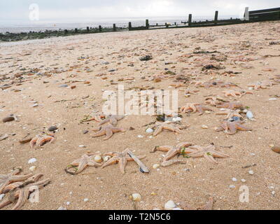 Leysdown, Kent, Großbritannien. 3. April, 2019. Hunderte von toten Seestern auf Leysdown Strand in Kent in den letzten Tagen gewaschen. Es ist dachte sie an Land geblasen wurden durch starke Winde am Wochenende und hohen springfluten. Credit: James Bell/Alamy leben Nachrichten Stockfoto