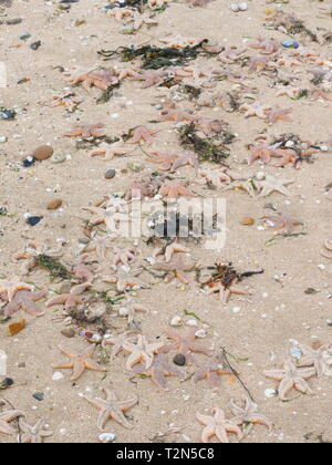 Leysdown, Kent, Großbritannien. 3. April, 2019. Hunderte von toten Seestern auf Leysdown Strand in Kent in den letzten Tagen gewaschen. Es ist dachte sie an Land geblasen wurden durch starke Winde am Wochenende und hohen springfluten. Credit: James Bell/Alamy leben Nachrichten Stockfoto