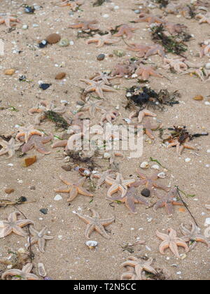 Leysdown, Kent, Großbritannien. 3. April, 2019. Hunderte von toten Seestern auf Leysdown Strand in Kent in den letzten Tagen gewaschen. Es ist dachte sie an Land geblasen wurden durch starke Winde am Wochenende und hohen springfluten. Credit: James Bell/Alamy leben Nachrichten Stockfoto