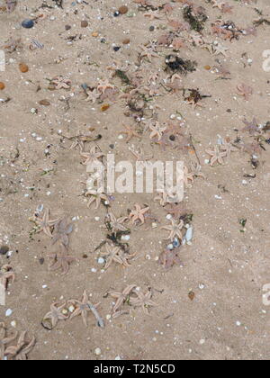 Leysdown, Kent, Großbritannien. 3. April, 2019. Hunderte von toten Seestern auf Leysdown Strand in Kent in den letzten Tagen gewaschen. Es ist dachte sie an Land geblasen wurden durch starke Winde am Wochenende und hohen springfluten. Credit: James Bell/Alamy leben Nachrichten Stockfoto