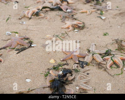 Leysdown, Kent, Großbritannien. 3. April, 2019. Hunderte von toten Seestern auf Leysdown Strand in Kent in den letzten Tagen gewaschen. Es ist dachte sie an Land geblasen wurden durch starke Winde am Wochenende und hohen springfluten. Credit: James Bell/Alamy leben Nachrichten Stockfoto