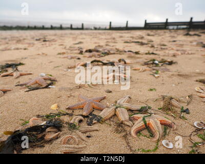 Leysdown, Kent, Großbritannien. 3. April, 2019. Hunderte von toten Seestern auf Leysdown Strand in Kent in den letzten Tagen gewaschen. Es ist dachte sie an Land geblasen wurden durch starke Winde am Wochenende und hohen springfluten. Credit: James Bell/Alamy leben Nachrichten Stockfoto