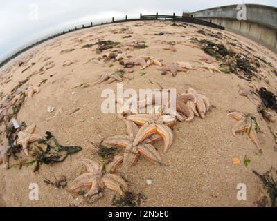 Leysdown, Kent, Großbritannien. 3. April, 2019. Hunderte von toten Seestern auf Leysdown Strand in Kent in den letzten Tagen gewaschen. Es ist dachte sie an Land geblasen wurden durch starke Winde am Wochenende und hohen springfluten. Credit: James Bell/Alamy leben Nachrichten Stockfoto