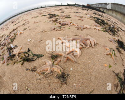 Leysdown, Kent, Großbritannien. 3. April, 2019. Hunderte von toten Seestern auf Leysdown Strand in Kent in den letzten Tagen gewaschen. Es ist dachte sie an Land geblasen wurden durch starke Winde am Wochenende und hohen springfluten. Credit: James Bell/Alamy leben Nachrichten Stockfoto