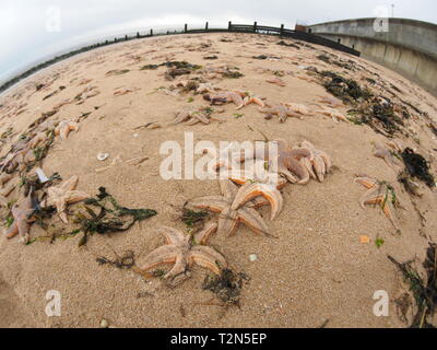 Leysdown, Kent, Großbritannien. 3. April, 2019. Hunderte von toten Seestern auf Leysdown Strand in Kent in den letzten Tagen gewaschen. Es ist dachte sie an Land geblasen wurden durch starke Winde am Wochenende und hohen springfluten. Credit: James Bell/Alamy leben Nachrichten Stockfoto